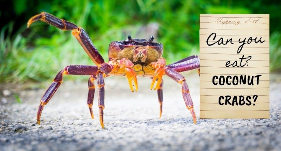 Can You Eat Coconut Crabs? (Must Read)