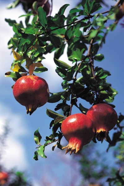 Even though they are acidic, pomegranate has many health benefits