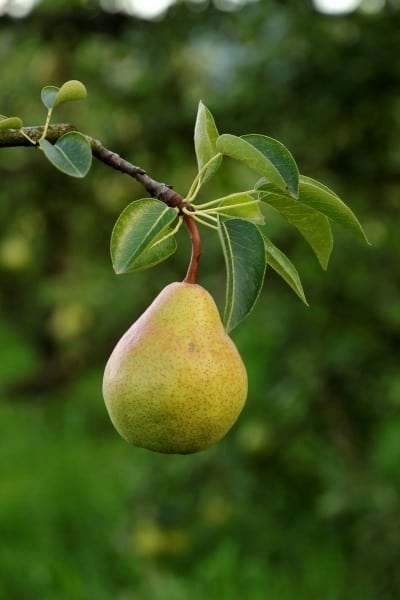 Are Pears High In Potassium?