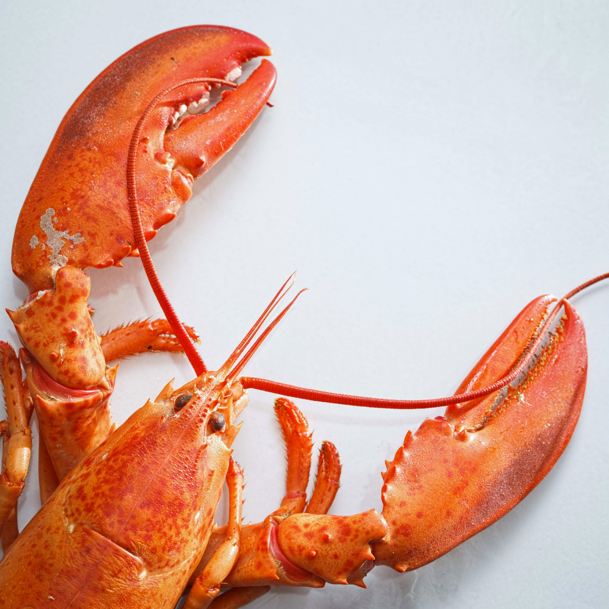 9 Best Lobster Substitutes For Any Occasion