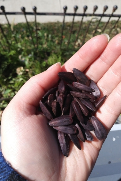 Are sunflower seeds fattening?