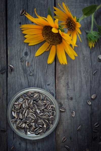 Are sunflower seeds good for you?