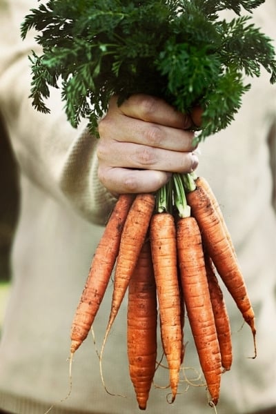 Carrots for weight loss?
