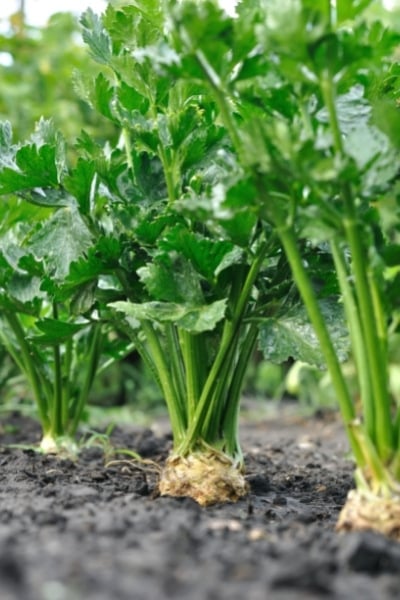 Celery in the ground