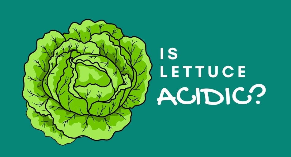 Is Lettuce Acidic or Alkaline?