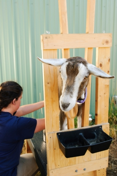 Is goat milk high in potassium?