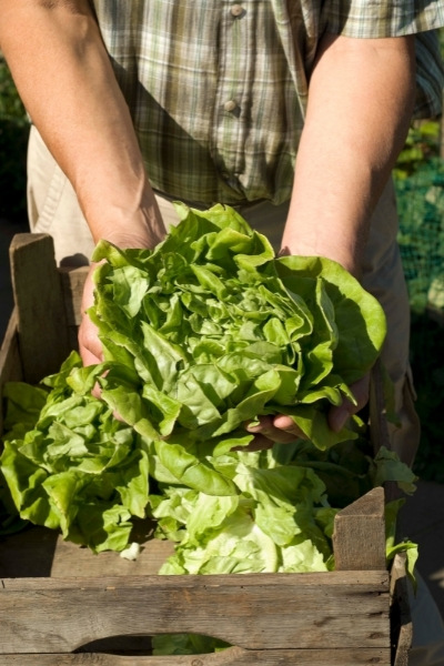 Holding head of lettuce