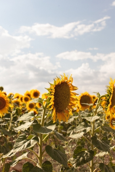 Should you eat sunflower seeds