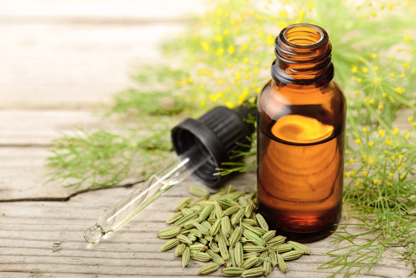 Fennel Seed Extract Pernod Substitute