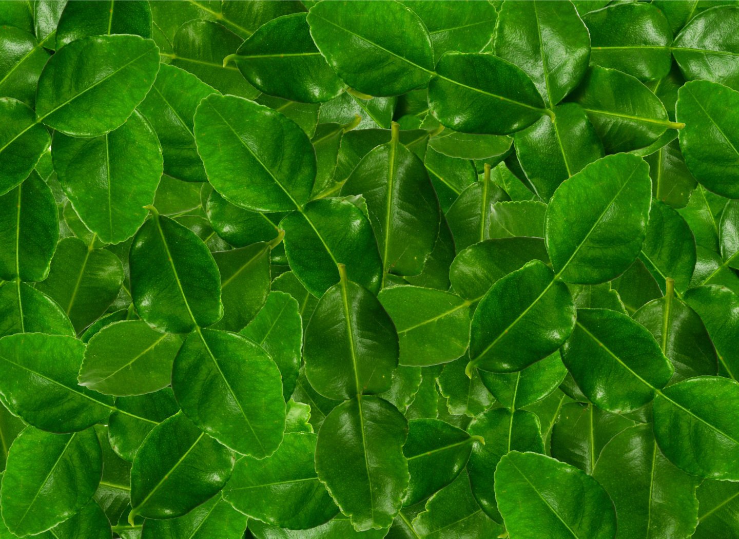 lime leaves