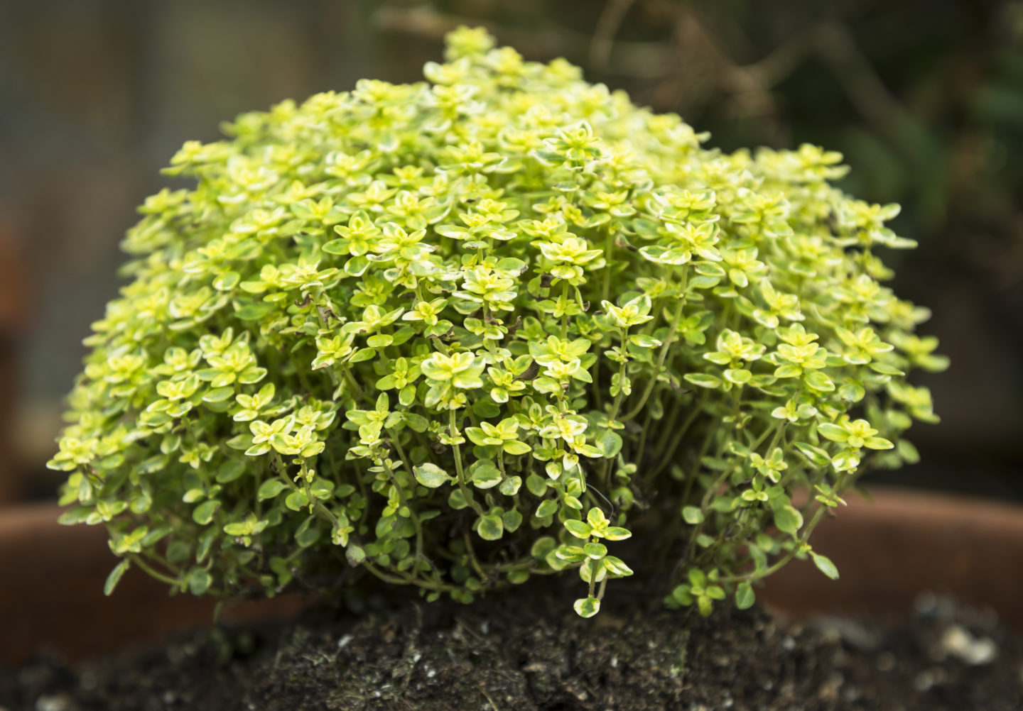 lemon thyme bush