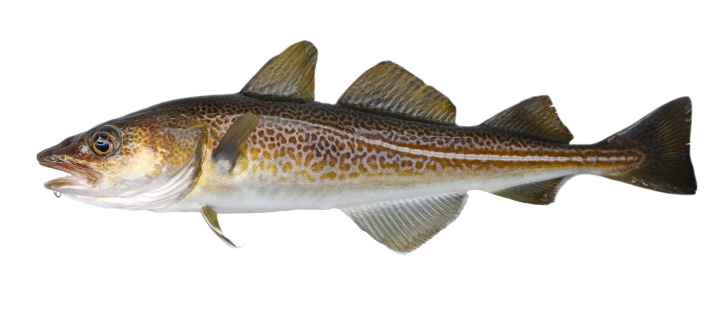 Atlantic Cod Fish