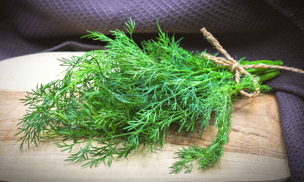 a bunch of fresh dill