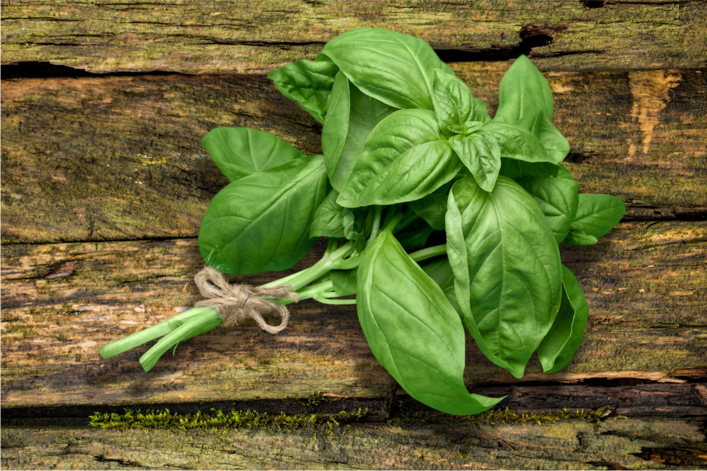 basil as a green onion substitute