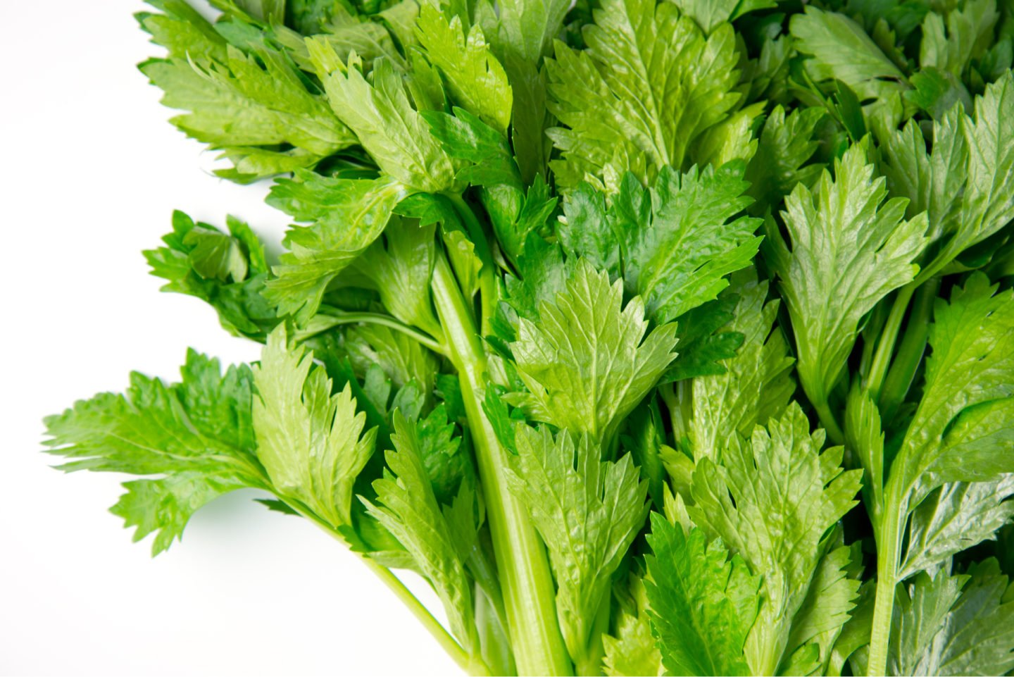 fresh celery leaves