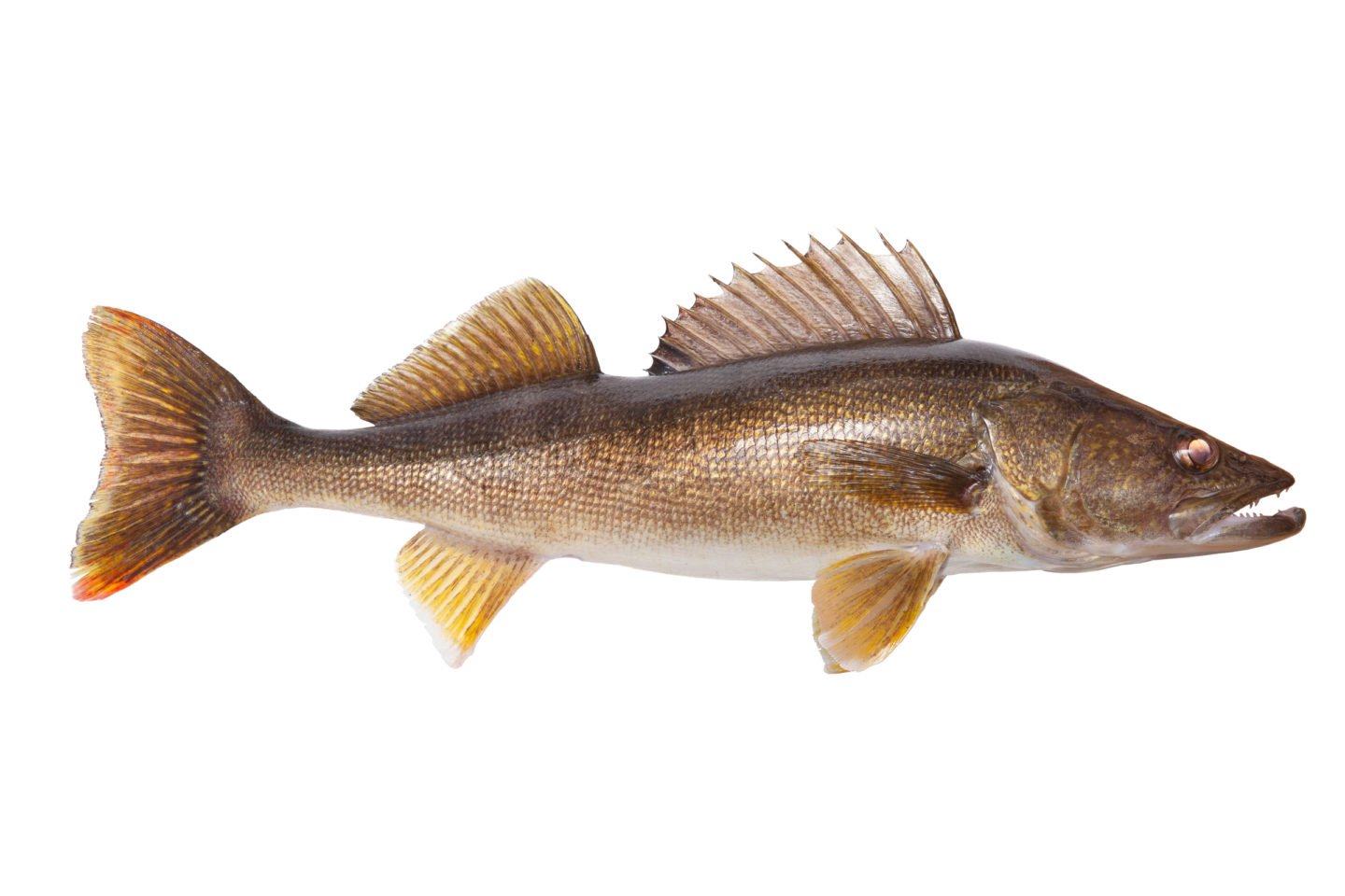 Gold Walleye Fish