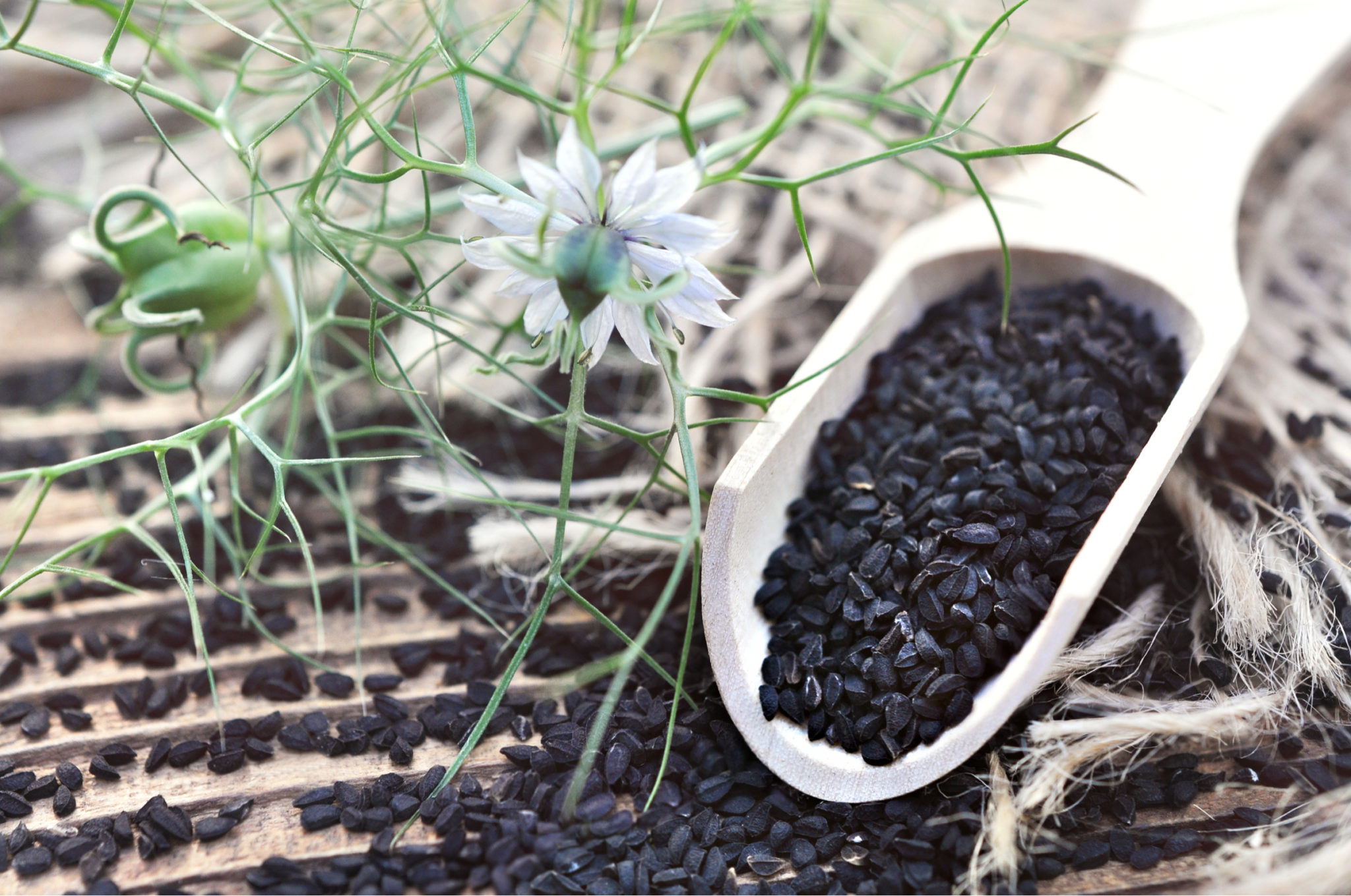 12 Best Celery Seed Substitutes in Cooking Tastylicious