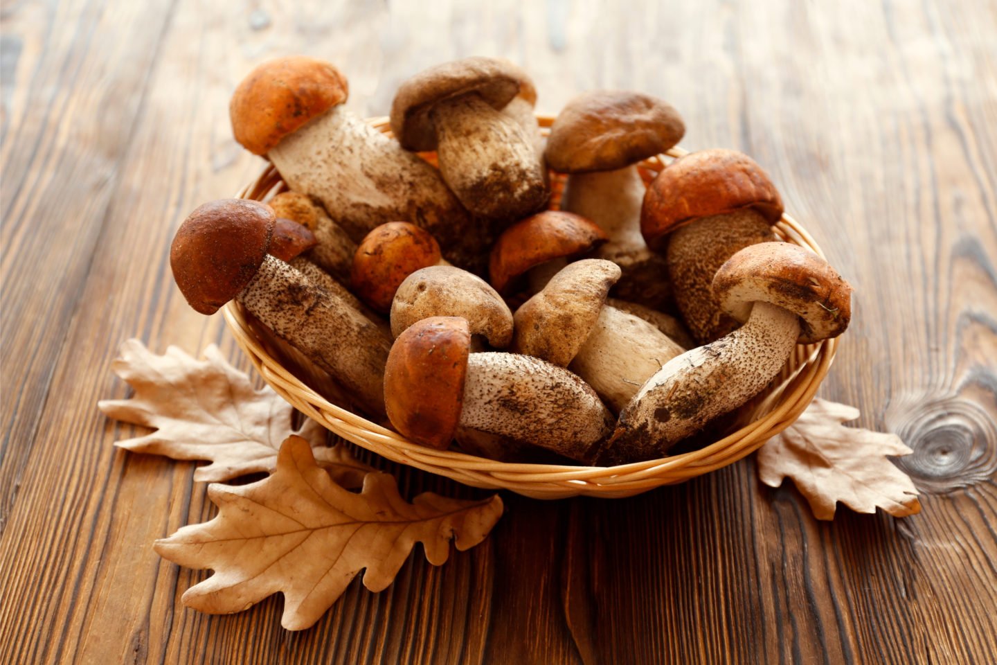 basket of raw porcini mushrooms