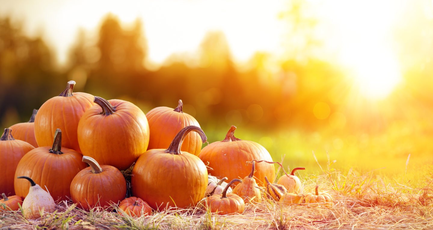 pumpkins in garden