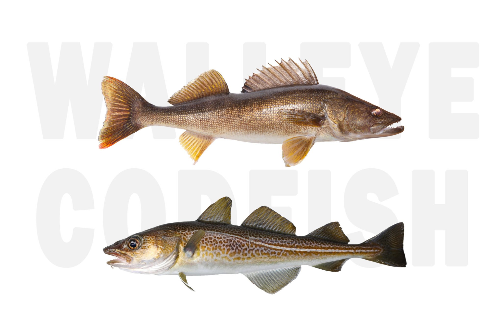 walleye versus codfish