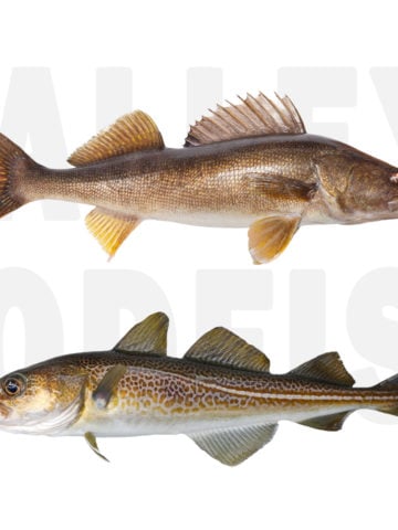 walleye versus codfish