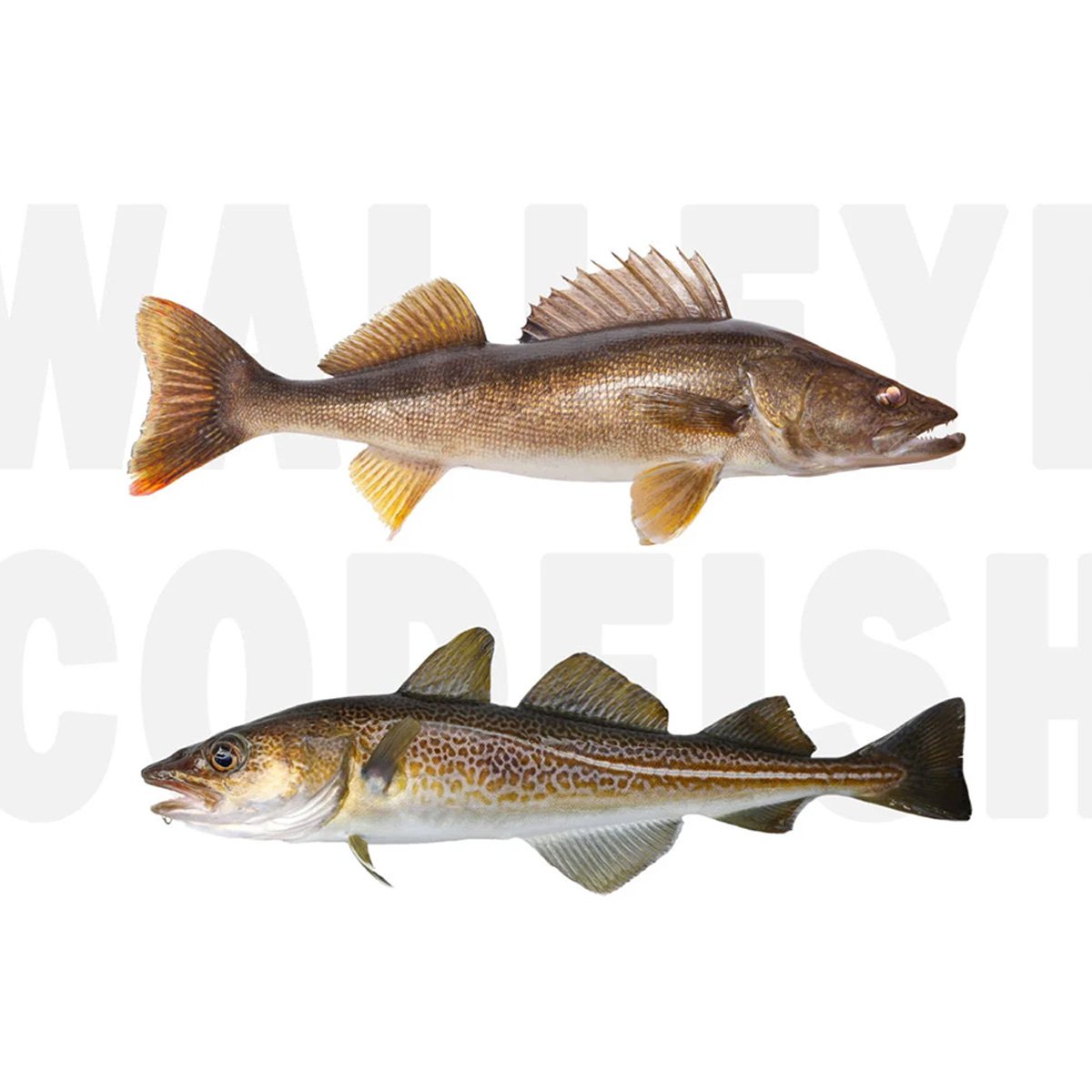 walleye versus codfish thumbnail