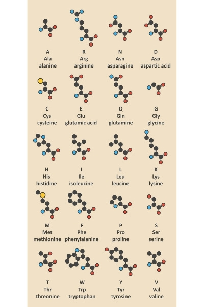 All Amino Acids
