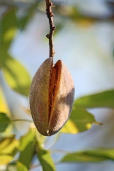 Are almonds low FODMAP? 