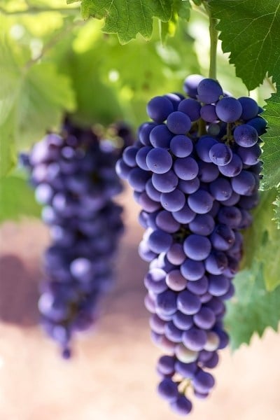 Are grapes low FODMAP?