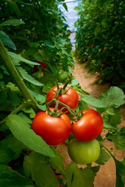 Are tomatoes good for you?