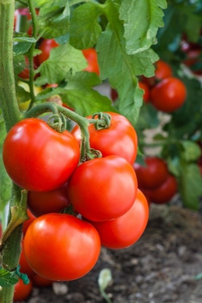 Are tomatoes low FODMAP?