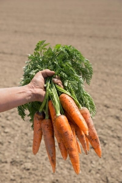 Can you eat carrots on a low FODMAP diet?