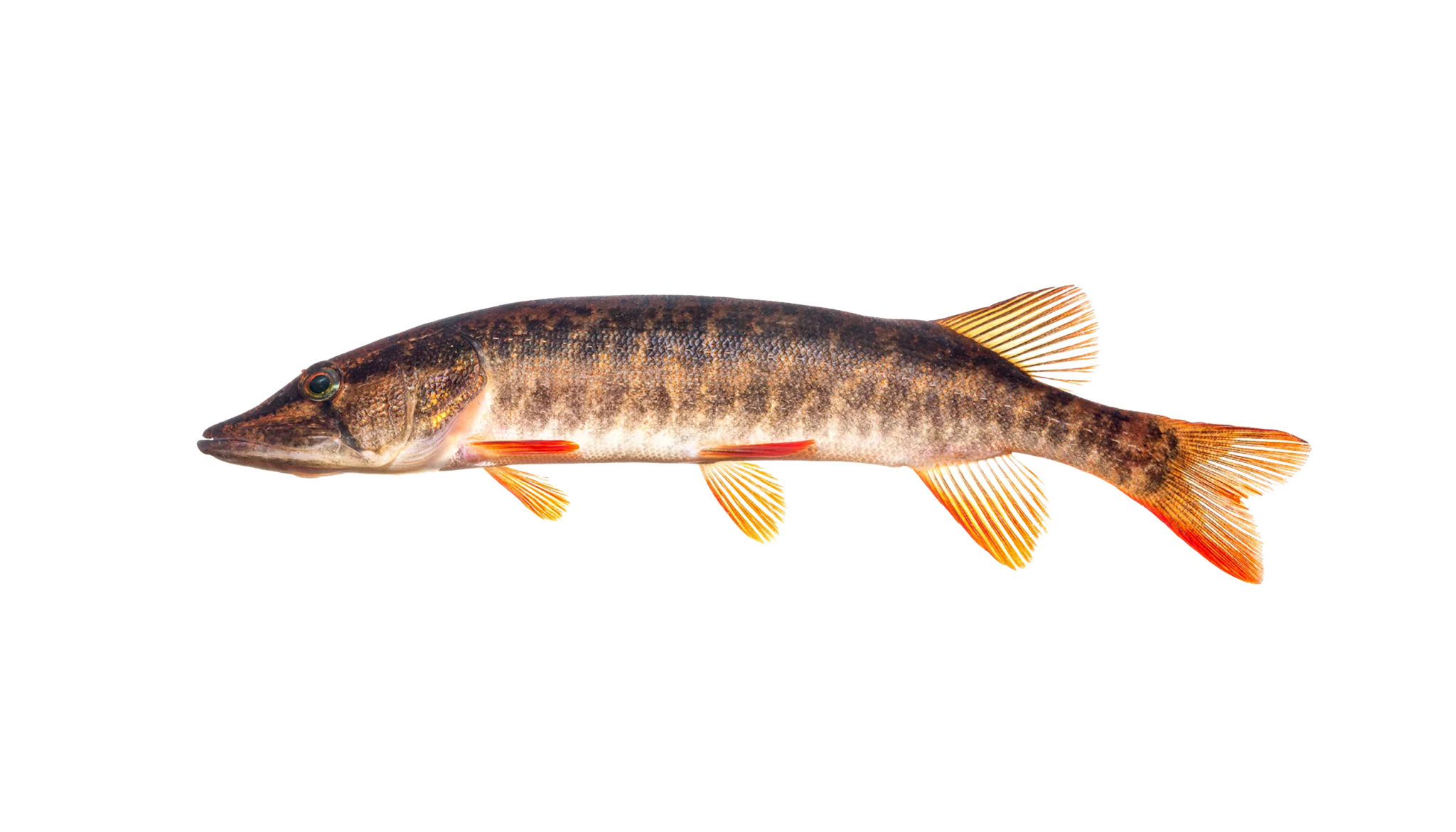 Walleye vs Pickerel Are they the same fish? Tastylicious