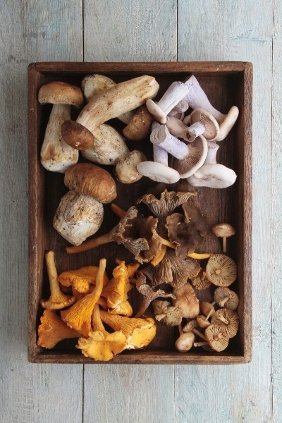 Every type of mushroom is also rich in potassium