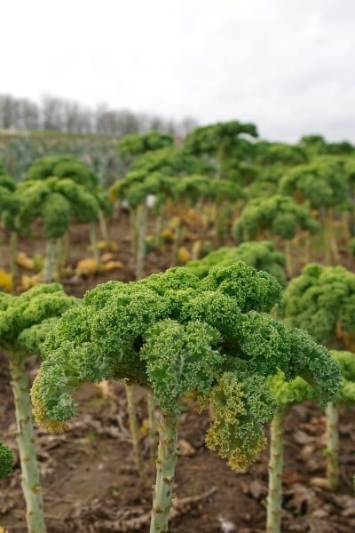 Is kale good for you?