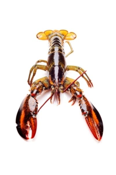 Is lobster high in iodine?