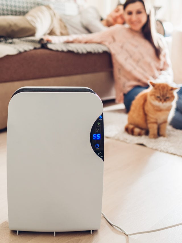 Best Air Purifiers for Pets? Pulverize Pet Hair With These 5 Tastylicious