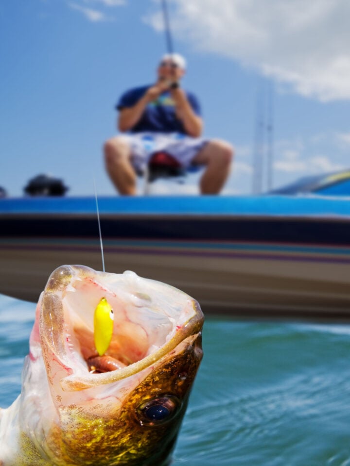 Walleye vs Pickerel Are they the same fish? Tastylicious