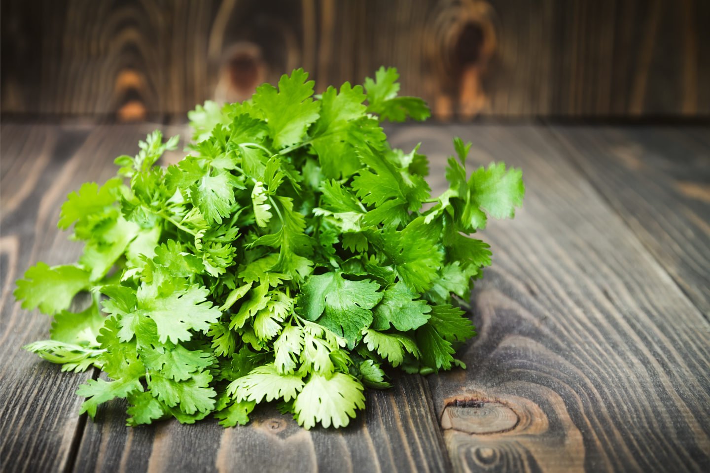 Fresh Coriander Leaves Or Cilantro On Wooden Surface