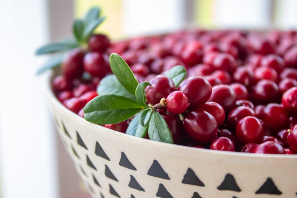 11 Best Juniper Berry Substitutes Tastylicious — free download