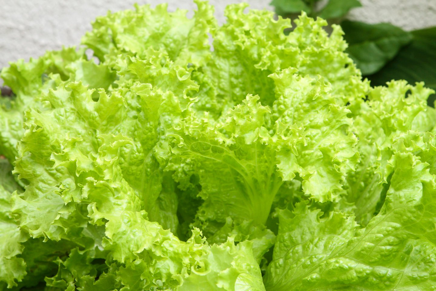 fresh looseleaf lettuce