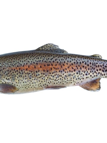 What Does Rainbow Trout Taste Like?