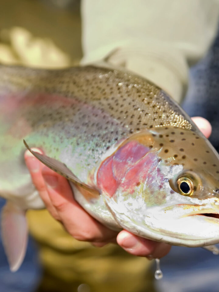 Steelhead vs. Rainbow Trout Tastylicious