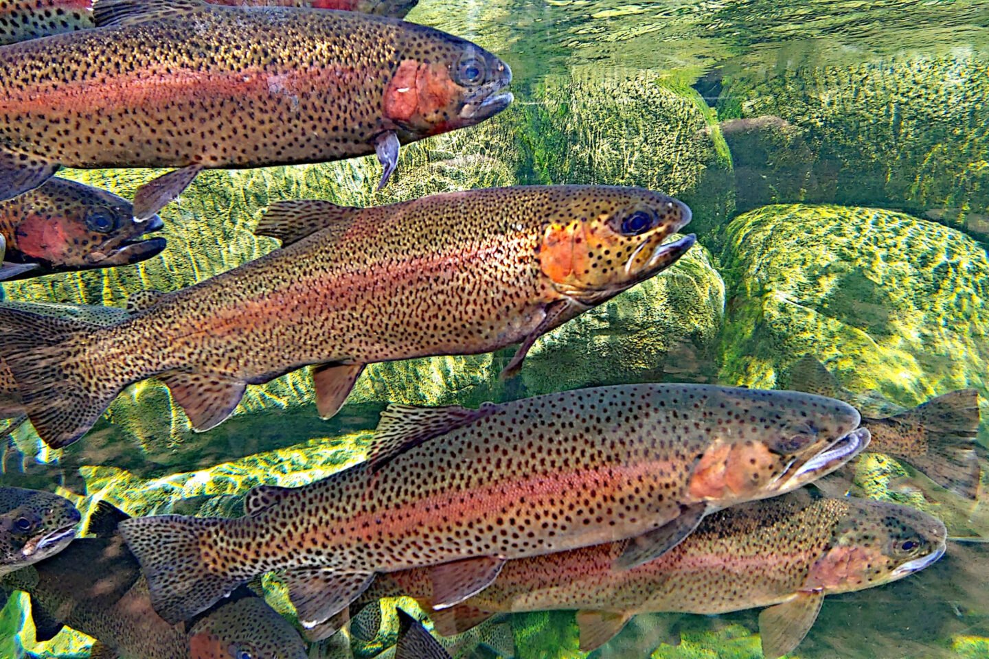 rainbow trout swimming by moss covered rocks