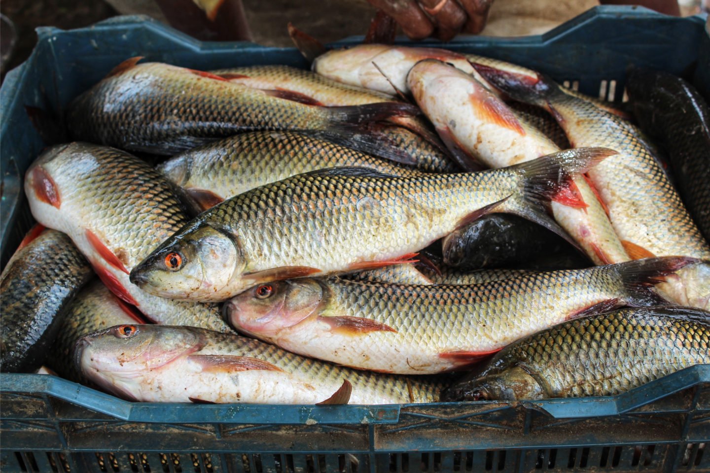 Several Freshly Caught Carp In Basket