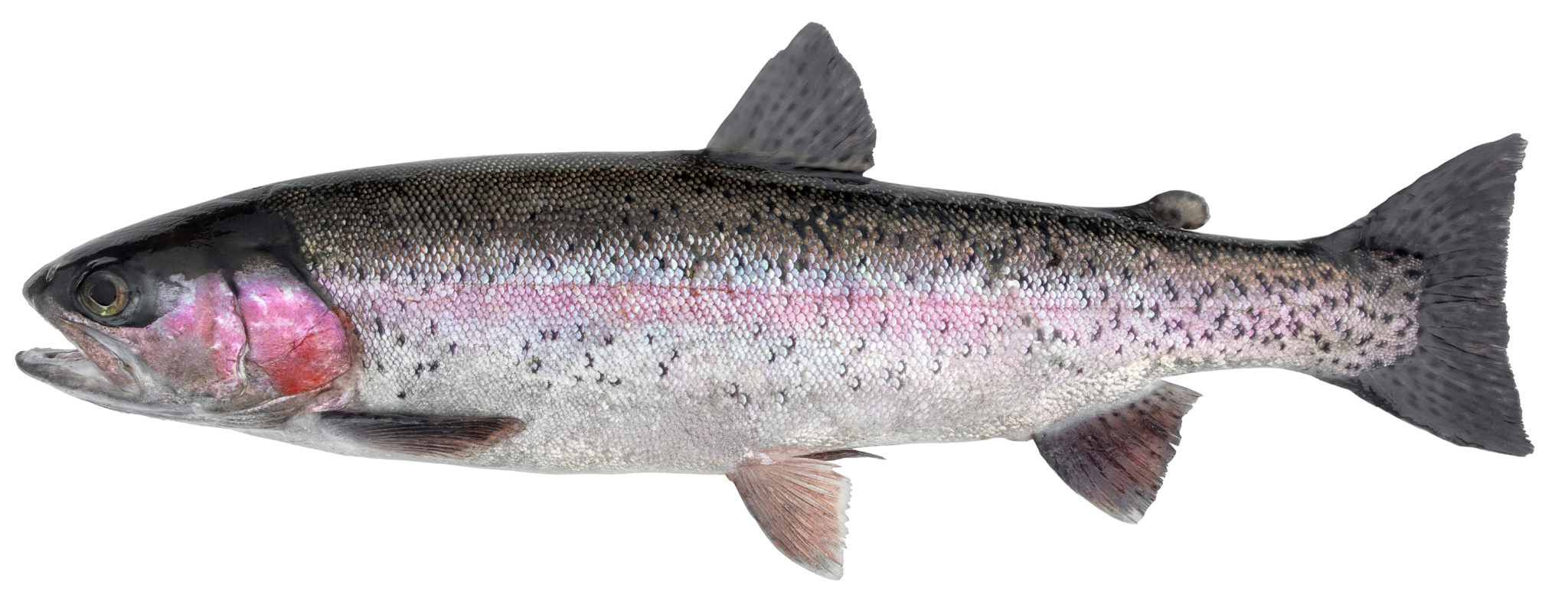 steelhead trout isolated background