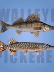 Walleye vs Pickerel: Are they the same fish?