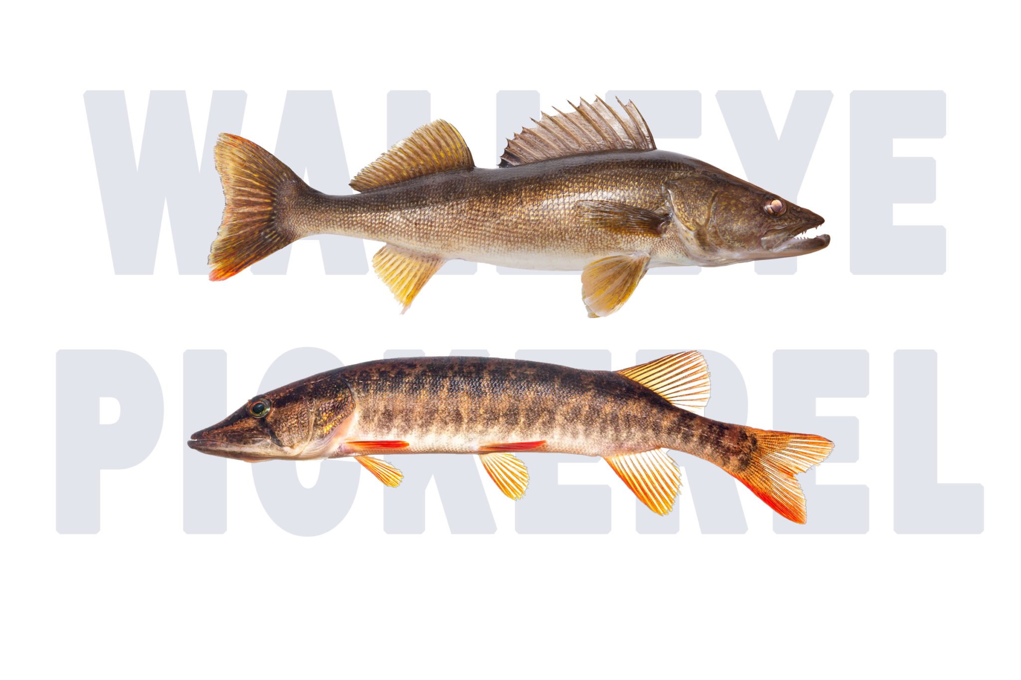 walleye versus redfin pickerel featured
