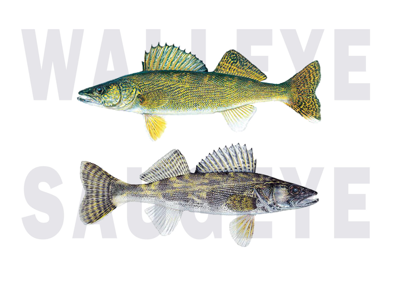 Walleye vs. Saugeye How to tell the difference? Tastylicious