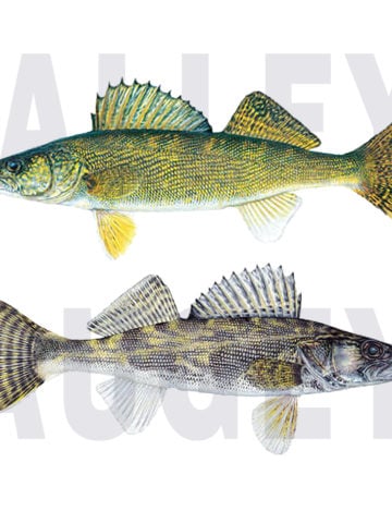 Walleye vs. Saugeye: How to tell the difference?